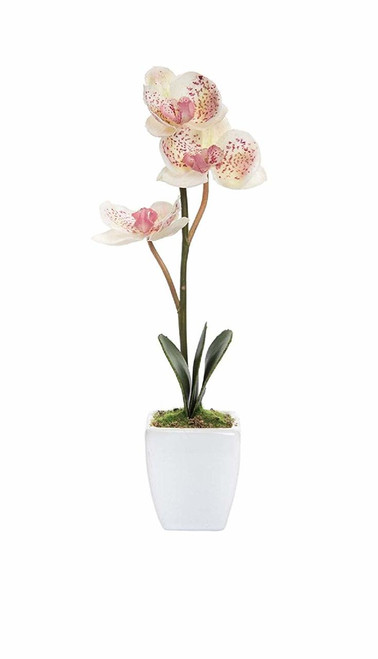 C&F Home Mini Cream Orchid in Pot (PCK74209-CREAM)