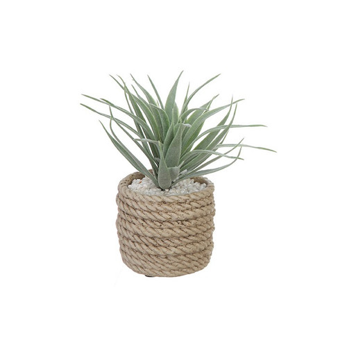 Raz Imports 7.25" Rope Potted Succulent, Aloe