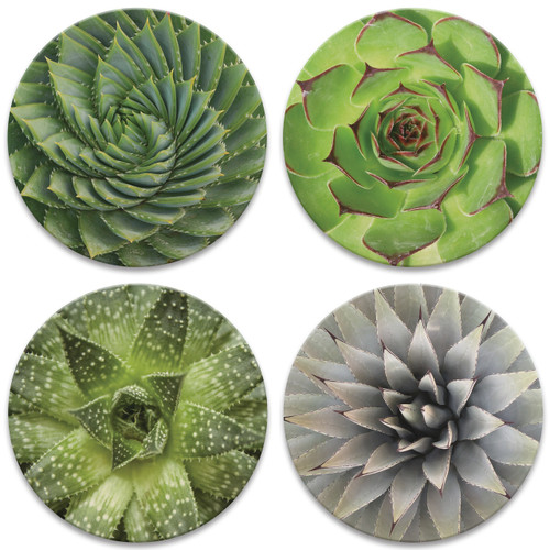CoasterStone Absorbent Coasters, Blossoming Succulents