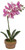 Select Artificials Mini PHALAENOPSIS Orchid Plant X1 in Pot, 16"; 2.25" Blooms, Cream/Orchid (PM1305/1-CORC)