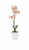 C&F Home Mini Cream Orchid in Pot (PCK74209-CREAM)
