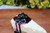 Just Dough It Replica Cheesecake Slice, with Blueberries (W0252-B)
