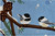 HCI Jellybean Rug - Two Chickadees and Snow Covered Pine Cones(JB-LWN052)