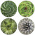 CoasterStone Absorbent Coasters, Blossoming Succulents