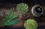 CoasterStone Absorbent Coasters, Blossoming Succulents