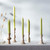 Root Smooth Arista Candles 12", Willow - Box of 12 (8242)