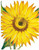 Caspari Gift Enclosure Cards, Sunflowers - 2 Packs (9799ENC)