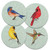CoasterStone Round Coasters, American Songbirds - Box of 4 (AS302)