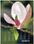 Linnea Designs Desktop Calendar, 2026 (LI26D)