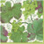 Caspari Paper Beverage Napkins, Vineyard Blanc - 2 Pack (8213C)