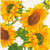 Caspari Paper Beverage Napkins, Sunflower Field - 2 Packs (19330C)