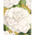 Caspari Gift Enclosure Cards, Camellia Garden Gold (97060ENC)