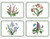 Pimpernel Placemats, Botanic Garden - Set of 4 (6010648013)