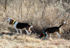 beagles running with dayglo collars