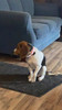 1 inch collar on Ned Gardner beagle - beautiful color - great choice! Handmade from OKIE DOG SUPPLY!
