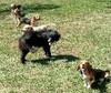 dogs on a cable tie