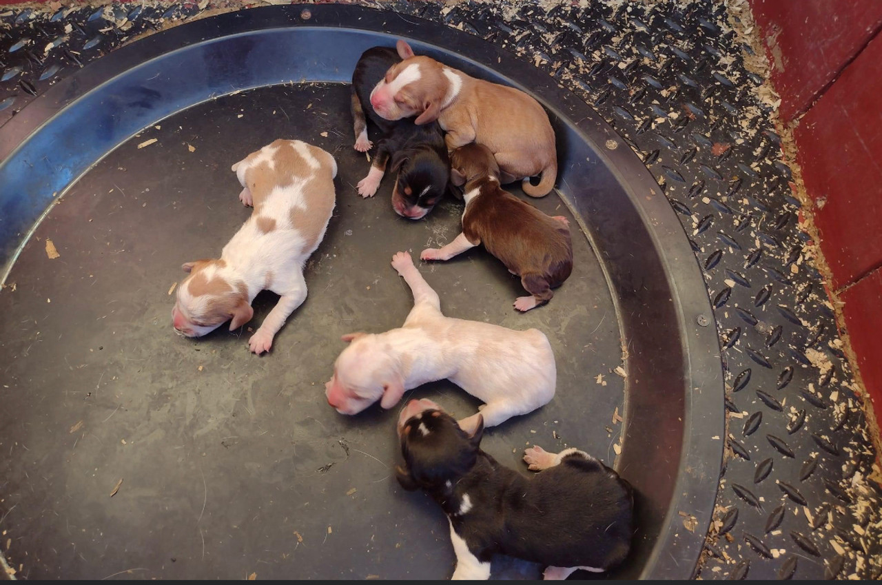little puppies born on the black mountain whelping nest - ships FREE at Okie Dog Supply!
