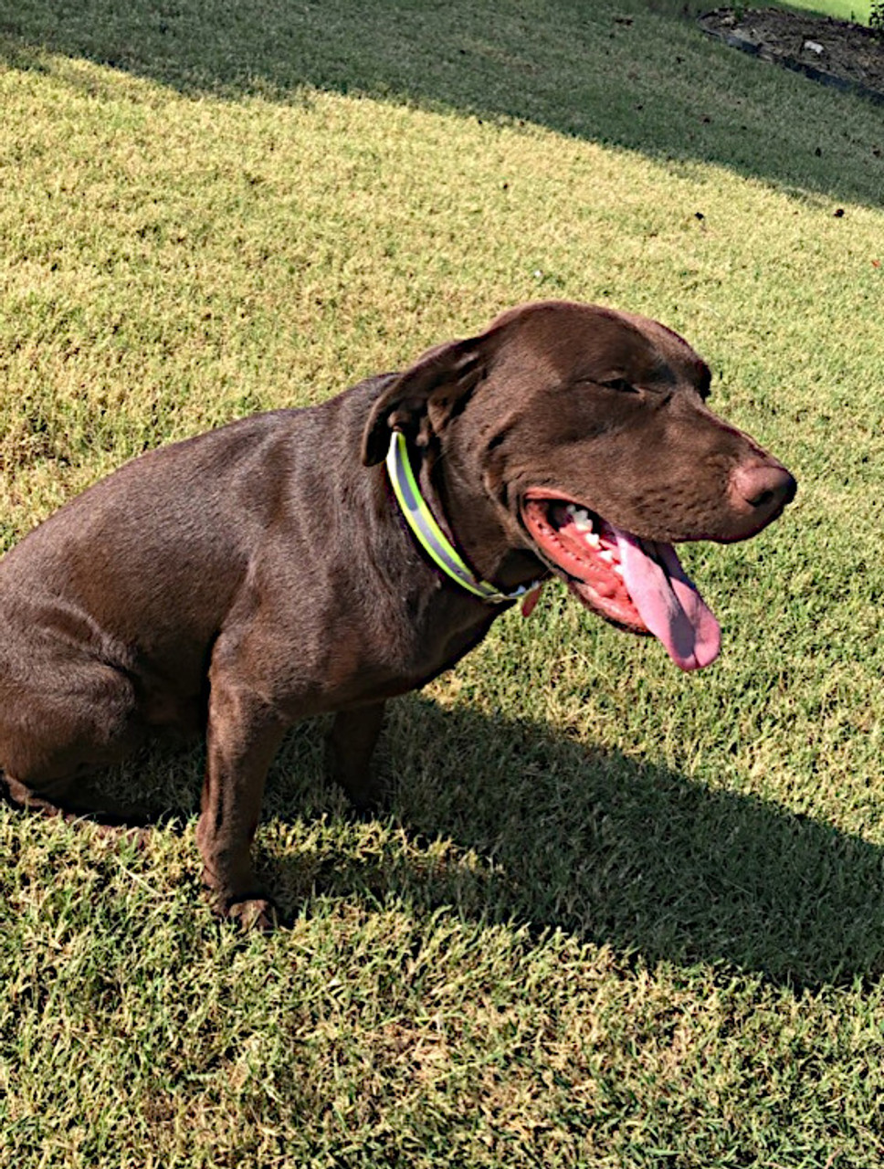 nick's lab with okie dog reflective yellow dog collar