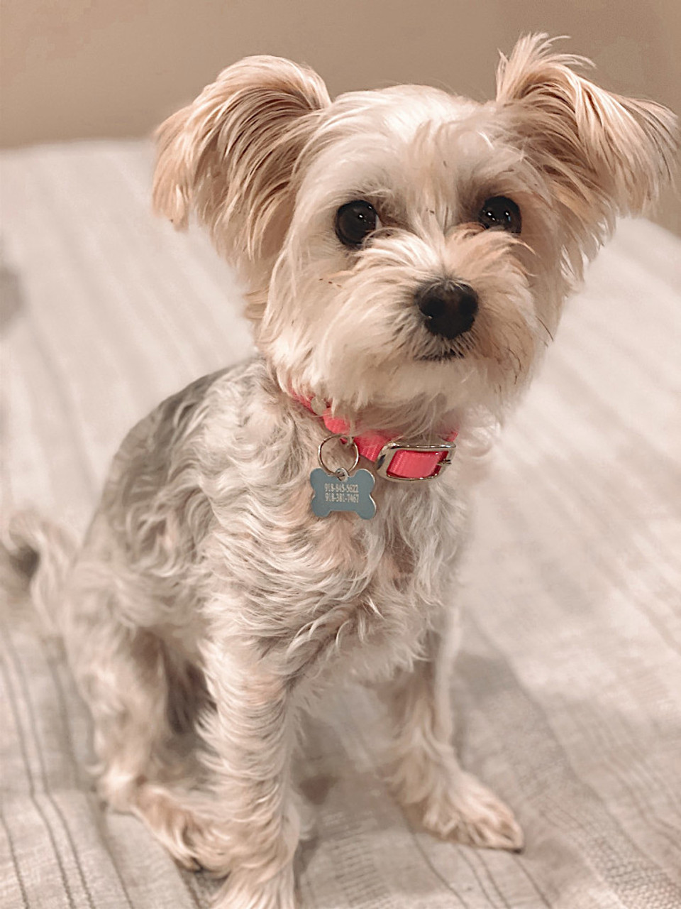 little morkie in okie dog supply hand-crafted puppy collar in pink
