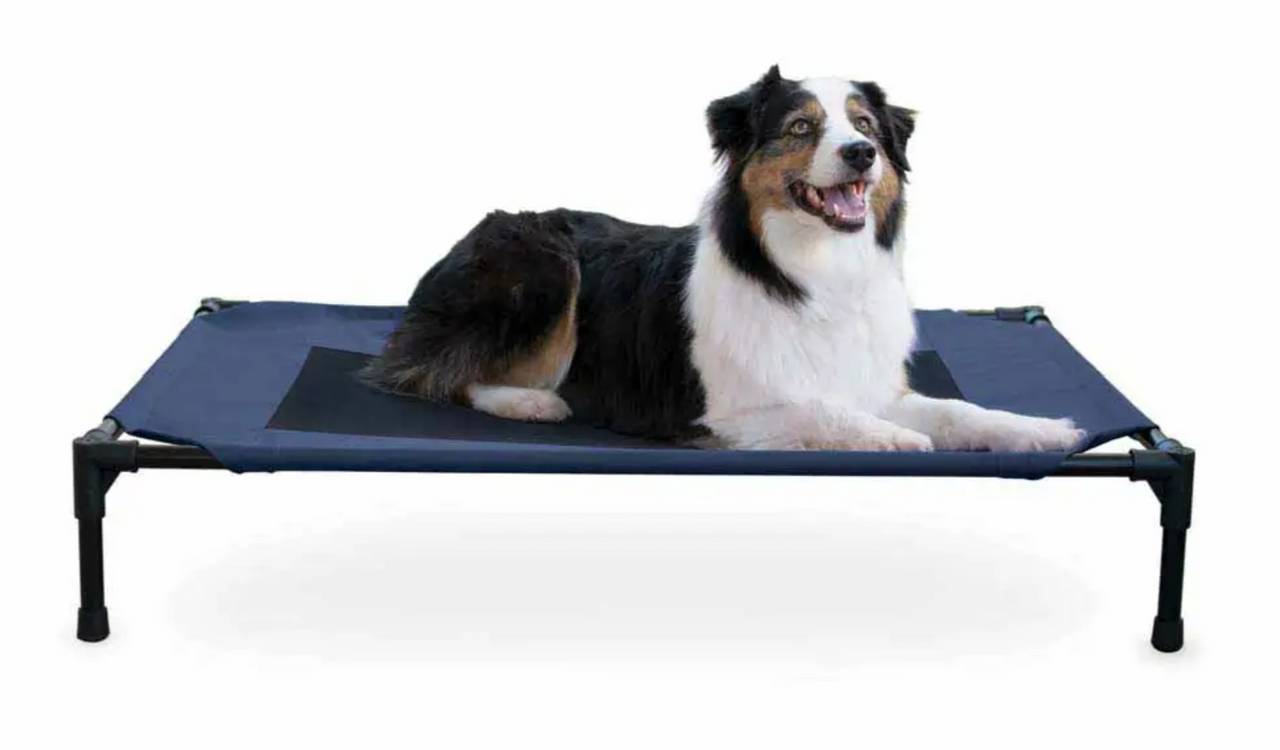 raised pet bedd large with mesh in blue - available at okie dog supply