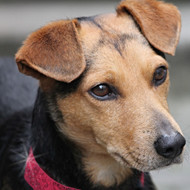 Rhinestones Pet Accessories | Sparkle For Your Pets
