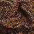 Preciosa MAXIMA Chocolate Brown Rhinestone Scatter Fill