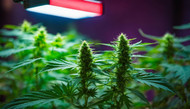 ​Navigating the Cannabis Spectrum: Indica, Sativa, and Hybrid Strains Unveiled