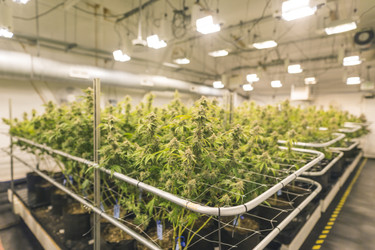 Step-by-Step Guide on Growing Weed Indoors l HS CONTAINERS LLC