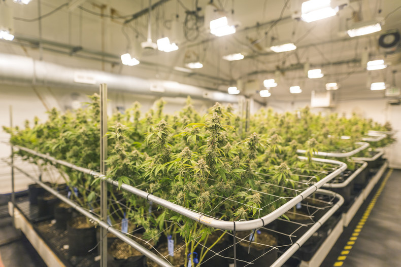 Step-by-Step Guide on Growing Weed Indoors l HS CONTAINERS LLC