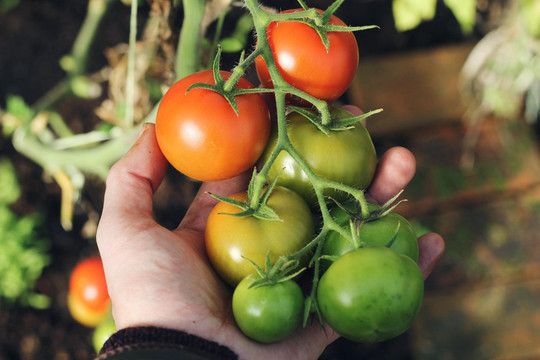 5 Steps to Starting Your Own Backyard Garden