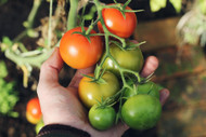 5 Steps to Starting Your Own Backyard Garden