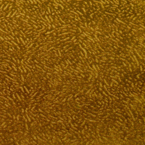 INTAGLIO Topaz