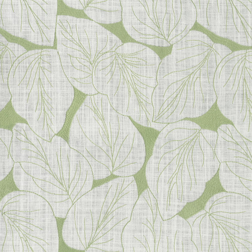 PHILODENDRON EMB Celery