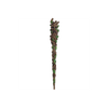 Man of the Wood Wand