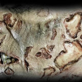 Zombie Jaw Bone 3D Fx Transfer