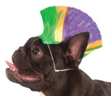 Dog Mardi Gras Mohawk Wig