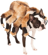 Dog Spider