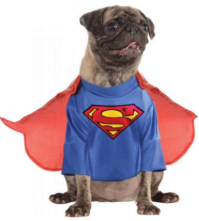 Dog Superman