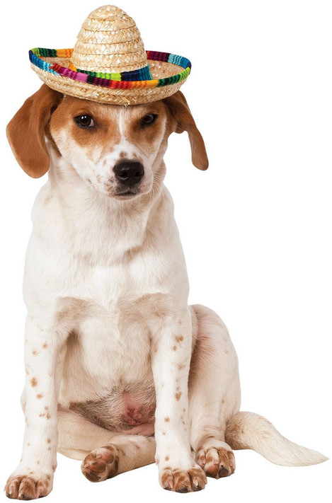 Dog Sombrero