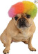 Dog Rainbow Afro Wig