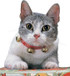 Jingle Cat Collar - One Size