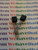 RN2204 / MARKED 2204 / TRANSISTOR / 5 PIECES / (qzty)