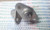 2SB1239 / TRANSISTOR / MITSUBISHI/ORIGNAL / 2 PIECES  (qzty)