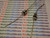 1N5636N / ECG4918 /  DIODE / 2 PIECES  (qzty)