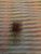 SC146B / ECG5633/ ORIGINAL / RCA / TRANSISTOR / 1 PIECES /  (qzty)