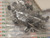BC258C / TRANSISTOR / TO92 / 4 PIECES (qzty)