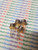 2N4234 / TRANSISTOR / 4 PIECES / (qzty)