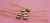 2N2189 / TO206 / TRANSISTOR / 7 PIECES (qzty)