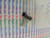 2SC1472 / C1472 / TRANSISTOR  / 2 PIECES (qzty)