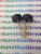 2N5135 / TRANSISTOR / 2 PIECES / (qzty)